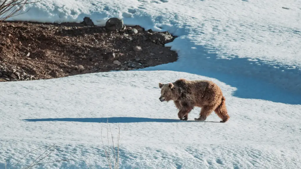 ein Braunbär im Schnee