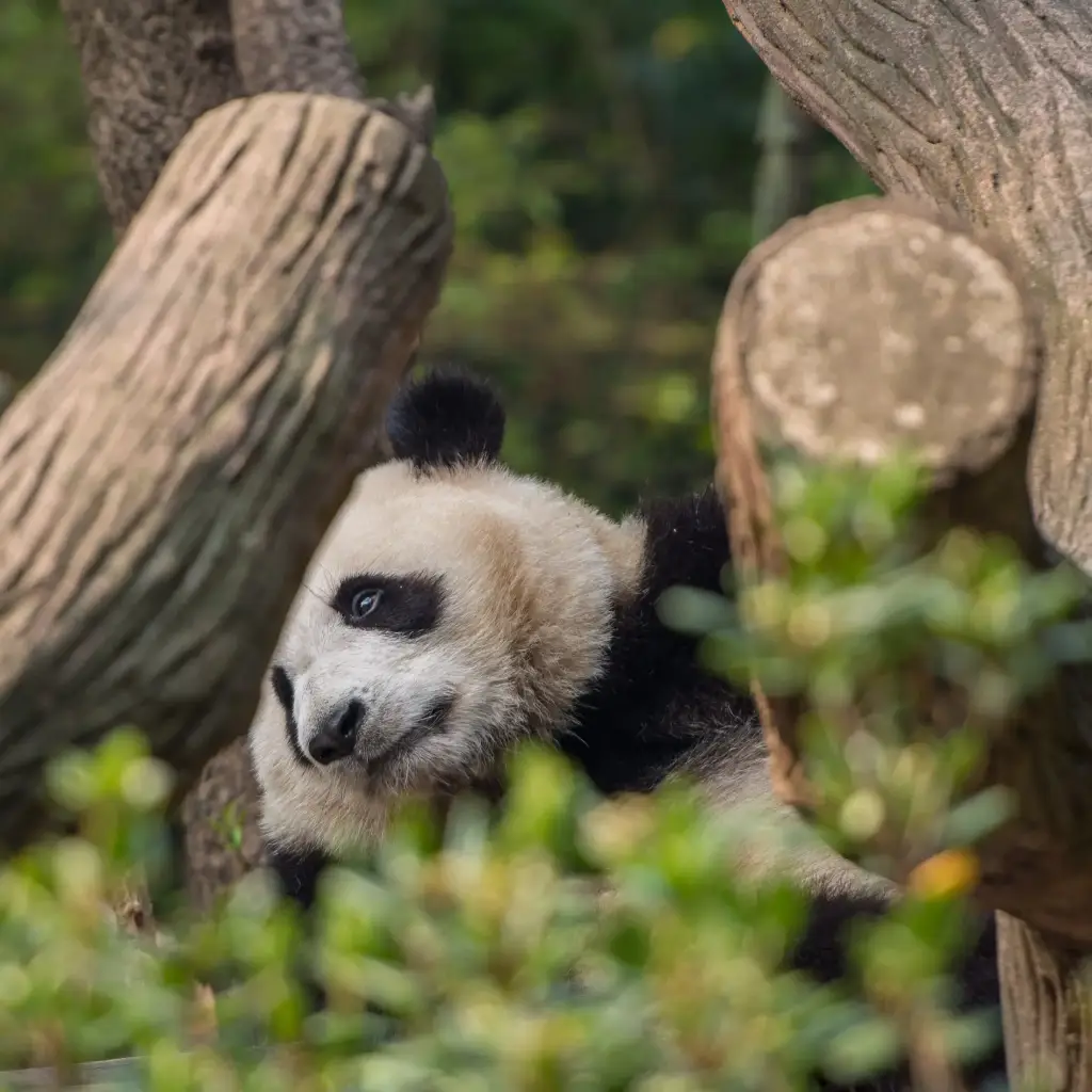 Panda in China
