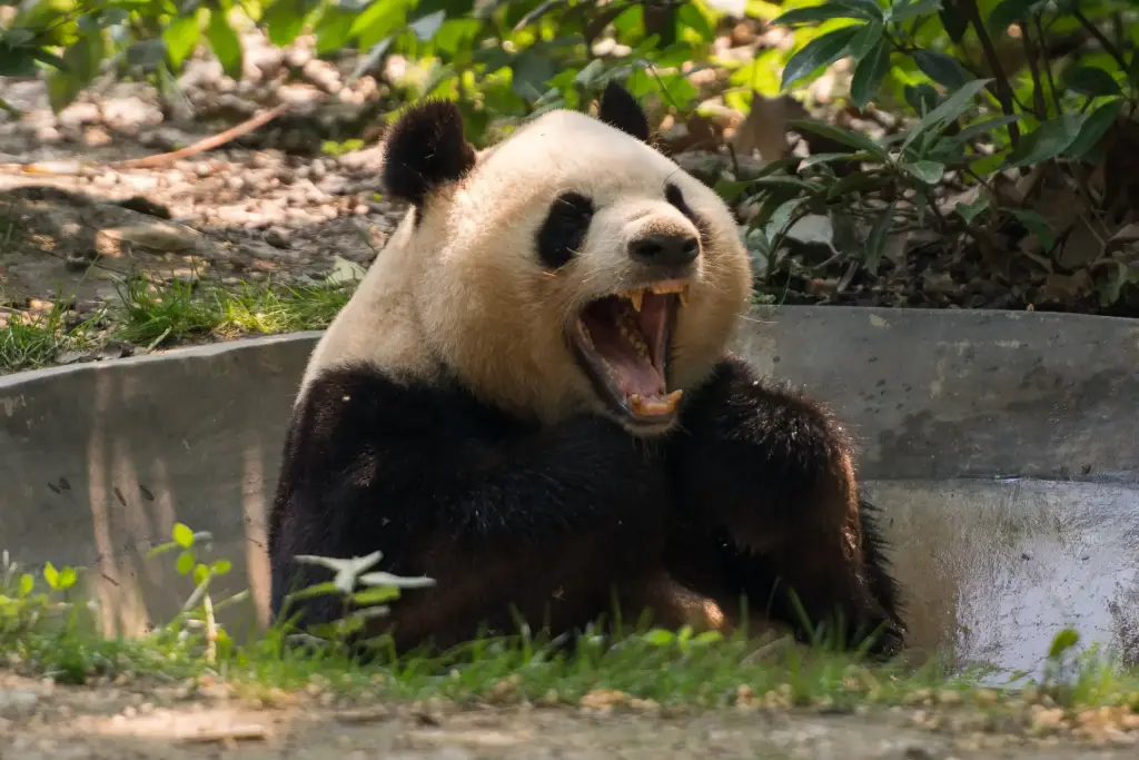 Panda in China
