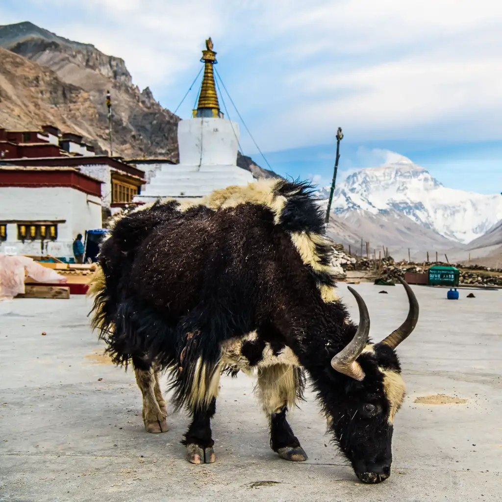 Mt. Everest, Rongbuk