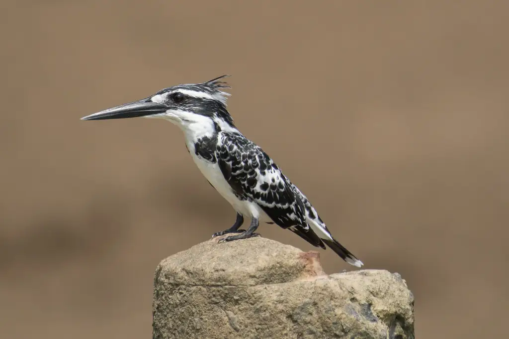Pied Kingfisher