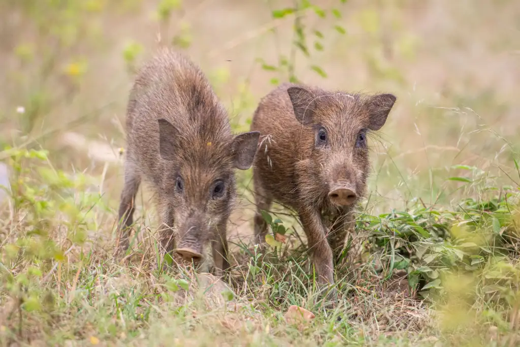 Wildschweinchen im Rhantambhore Nationalpark