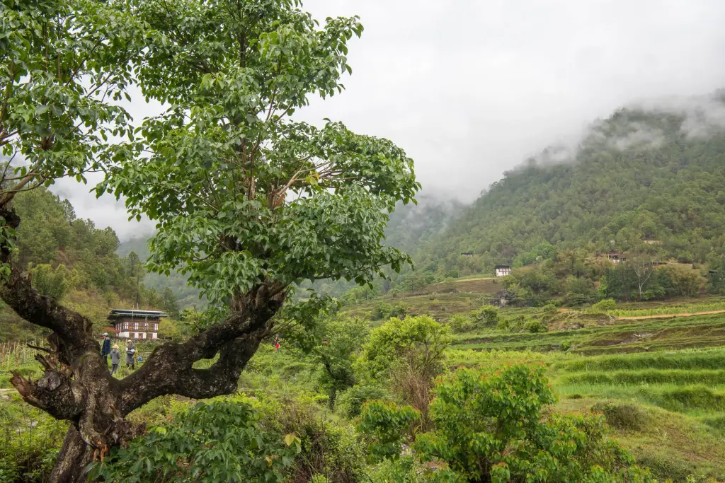 Ausflug im Tal von Punakha