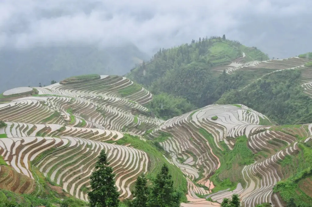 Longsheng Reisterassen