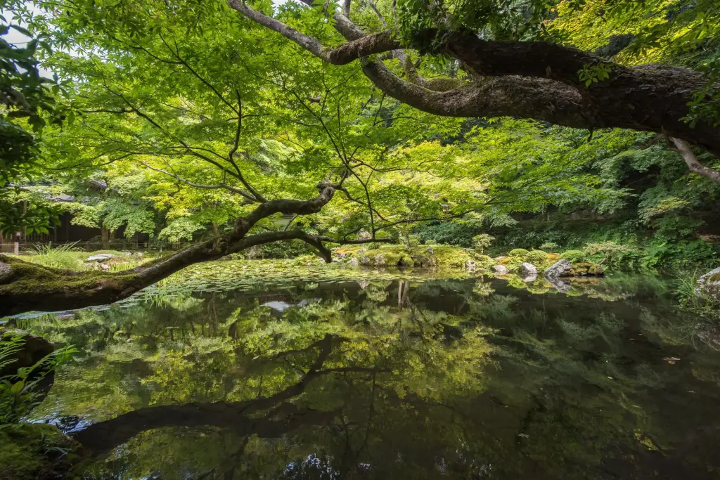 Moosgarten Tempel, Kyoto