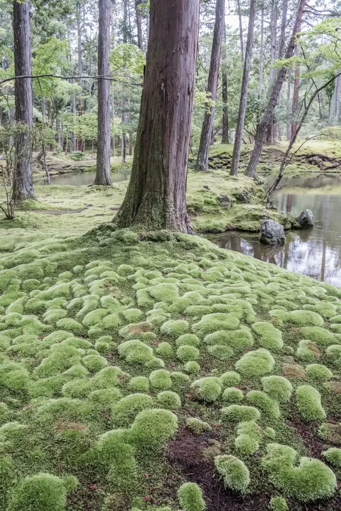 Moosgarten Tempel, Kyoto