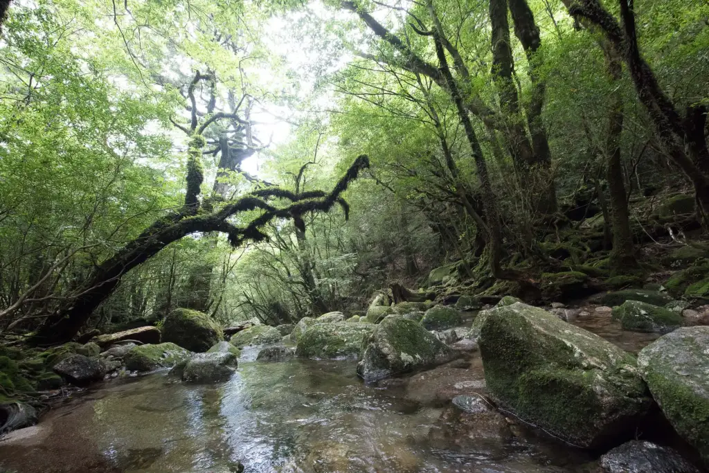 Yakushima Island