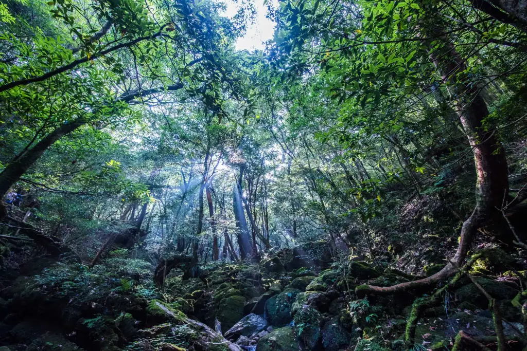 Yakushima Island