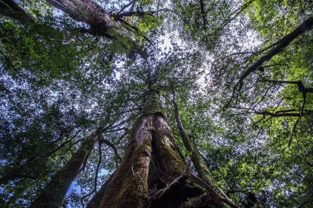 Yakushima Island