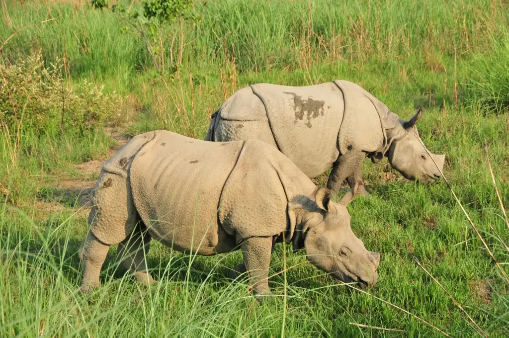 Chitwan-Nationalpark