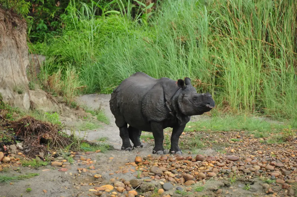 Chitwan Nationalpark