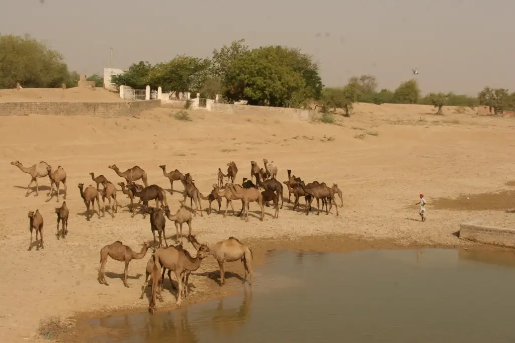 Kamele an einem Wasserloch ausserhalb von Jodhpur auf dem Weg nach Ranakpur.