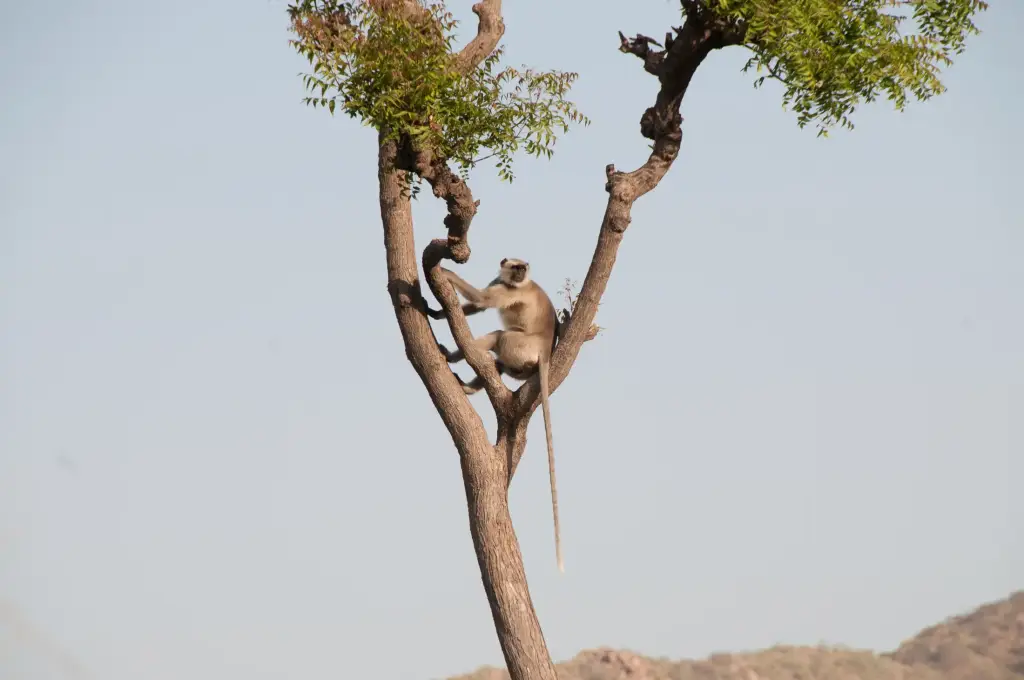 Lemur