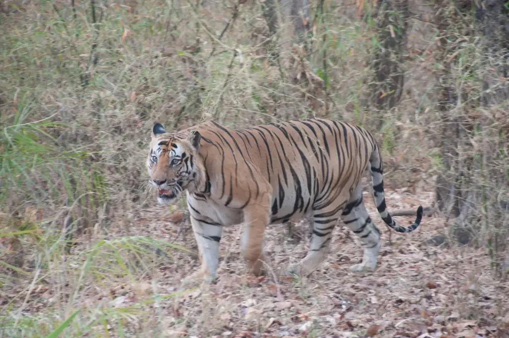 Tiger im Kanha Nationalpark