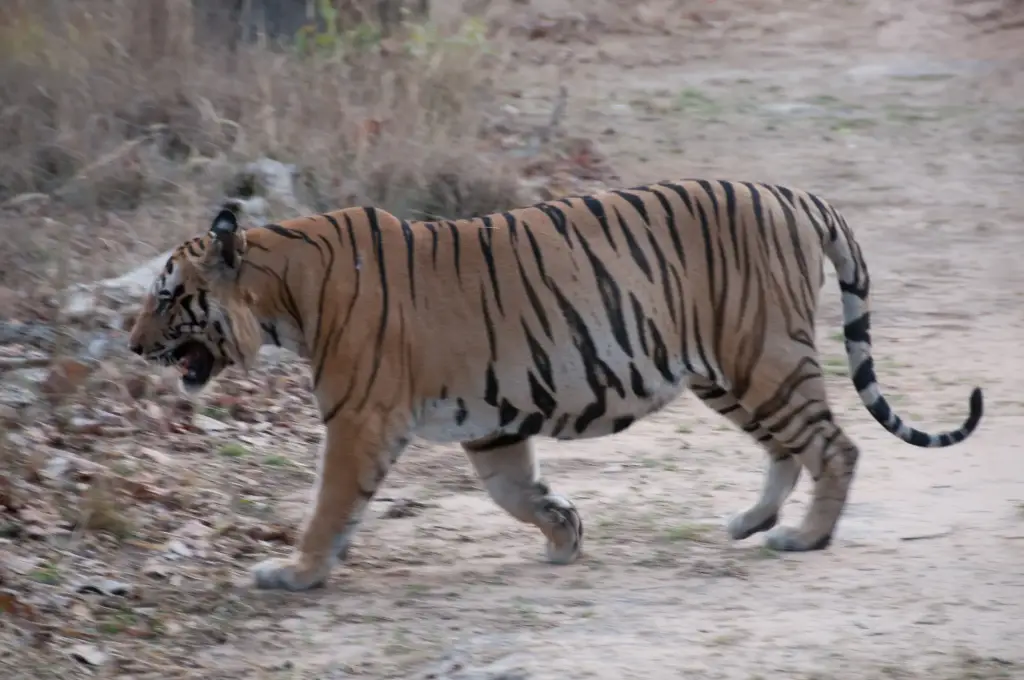 Tiger im Rhantambhore Nationalpark