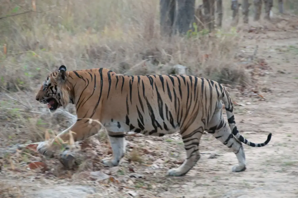 Tiger im Ranthambore National Park