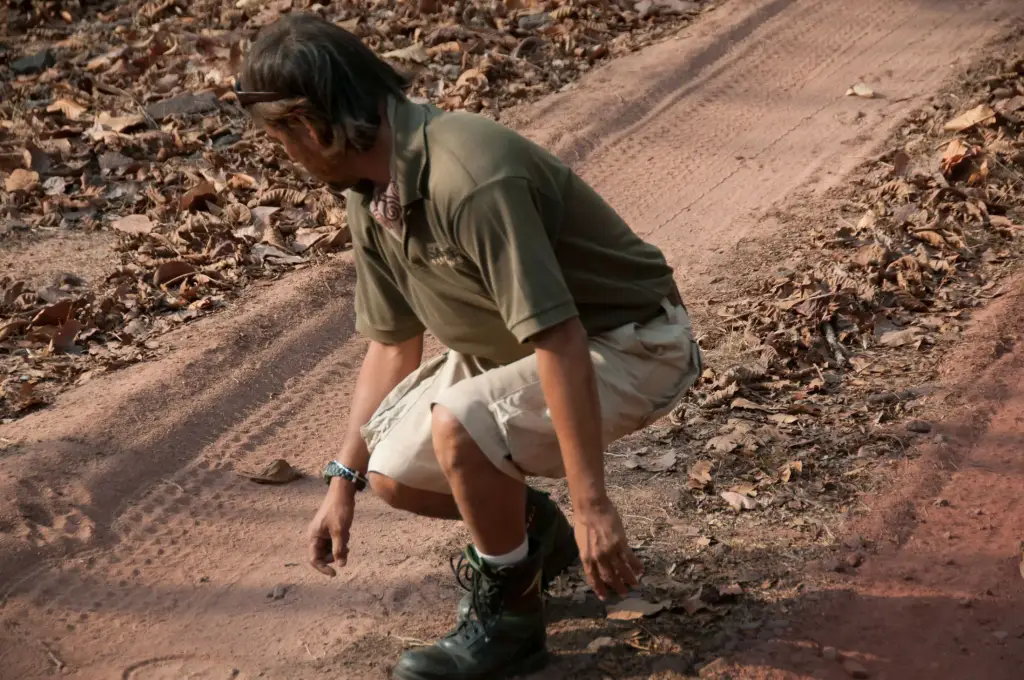 Safari
