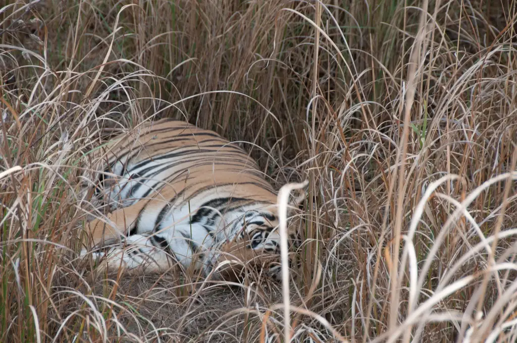 Tiger