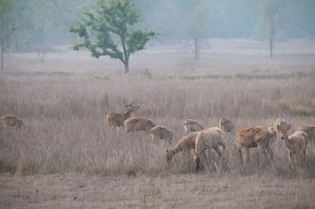 Rehe im Wald