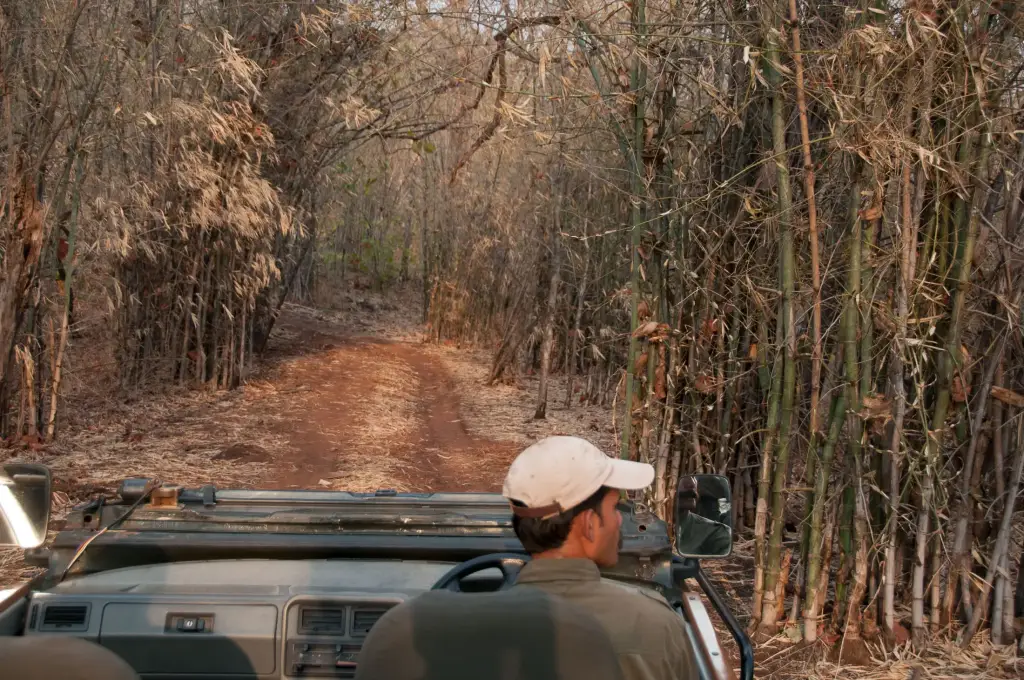 Safari