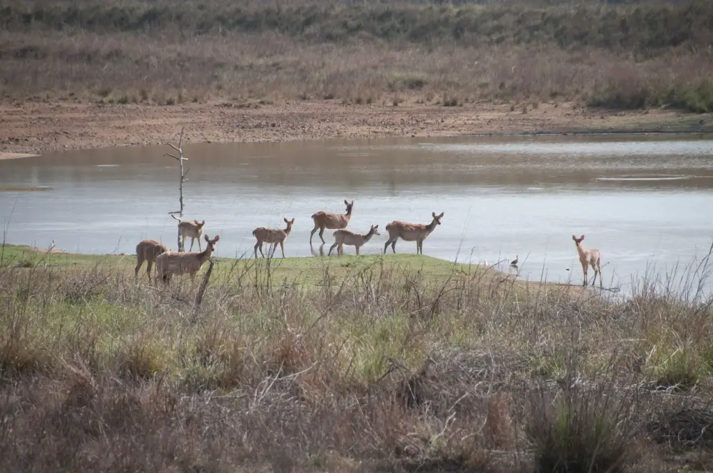 Rehe im Wald