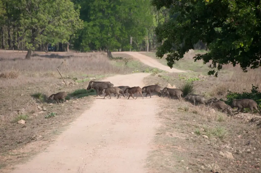 Wildlife Crossing