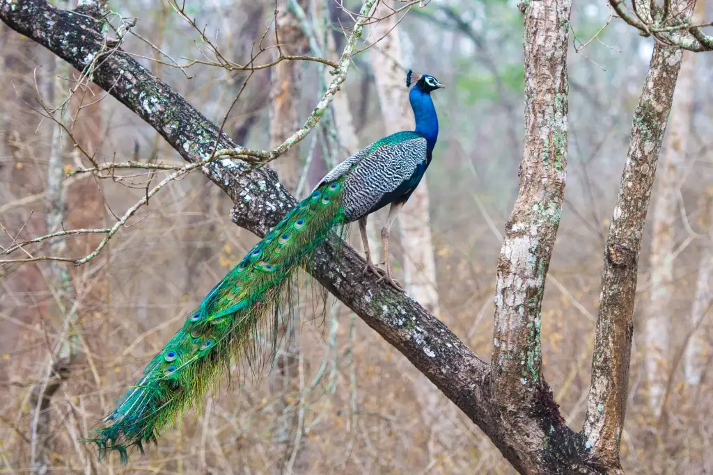 Nagarhole Nationalpark