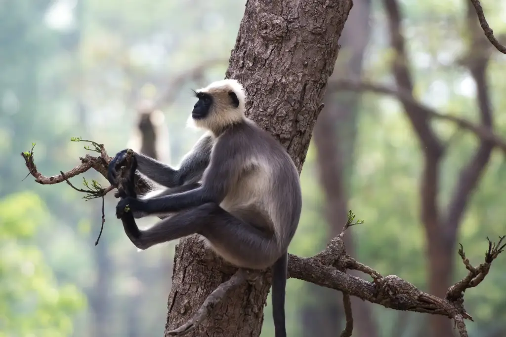 Nagarhole Nationalpark