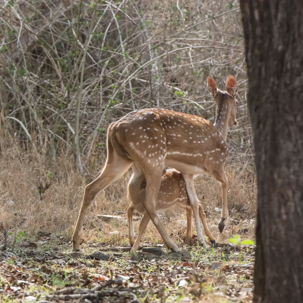 Rehe
