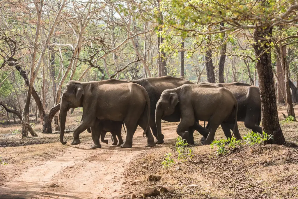 Elefantenherde im Nagarhole Nationalpark