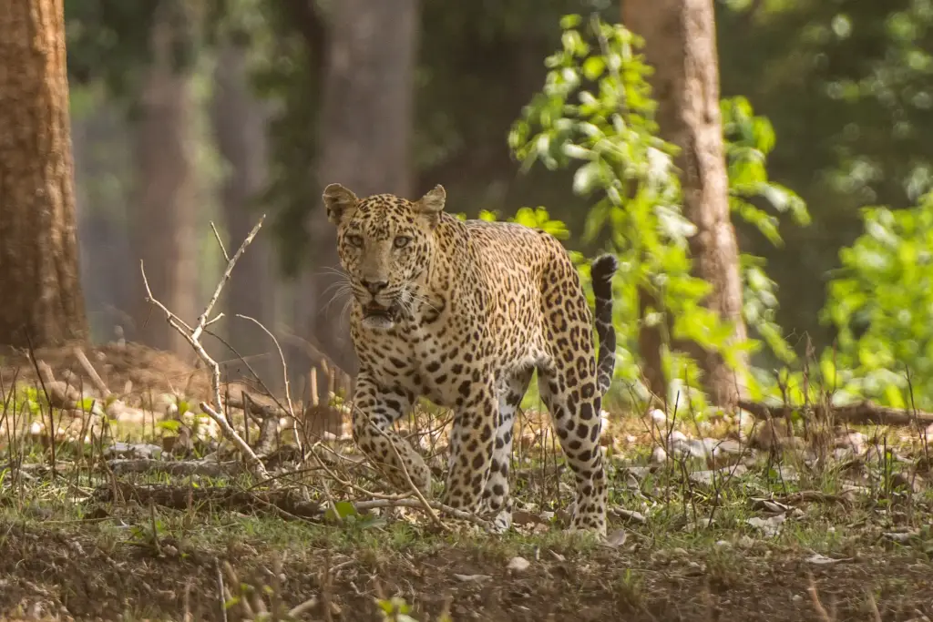 Leopard