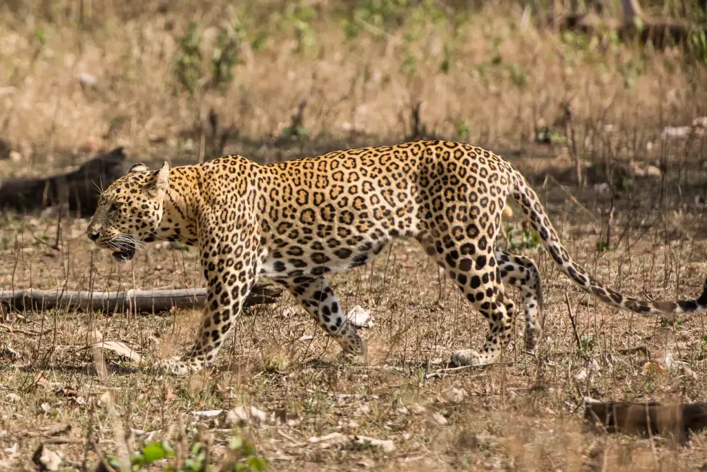 Leopard im Nagarhole Nationalpark