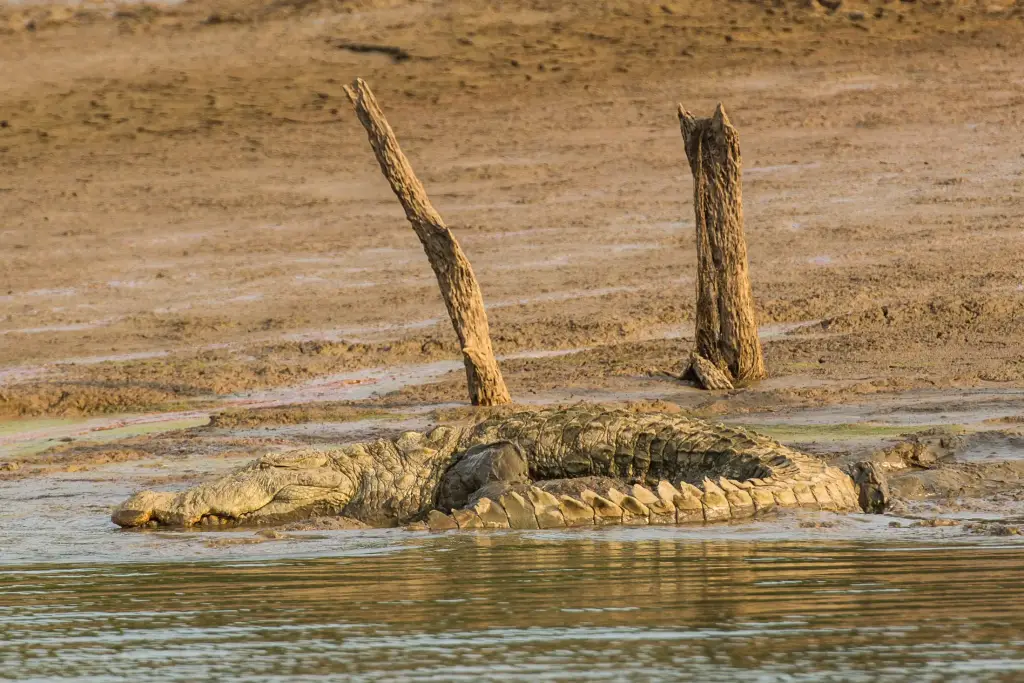 Krokodil im Nagarhole Nationalpark