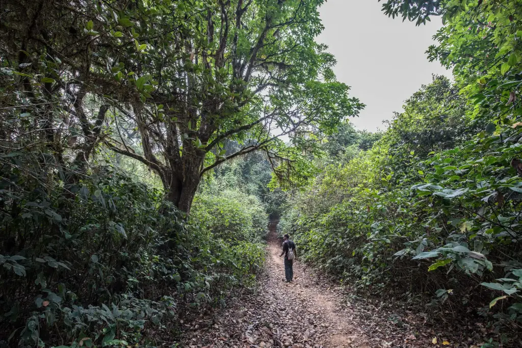 Trekking