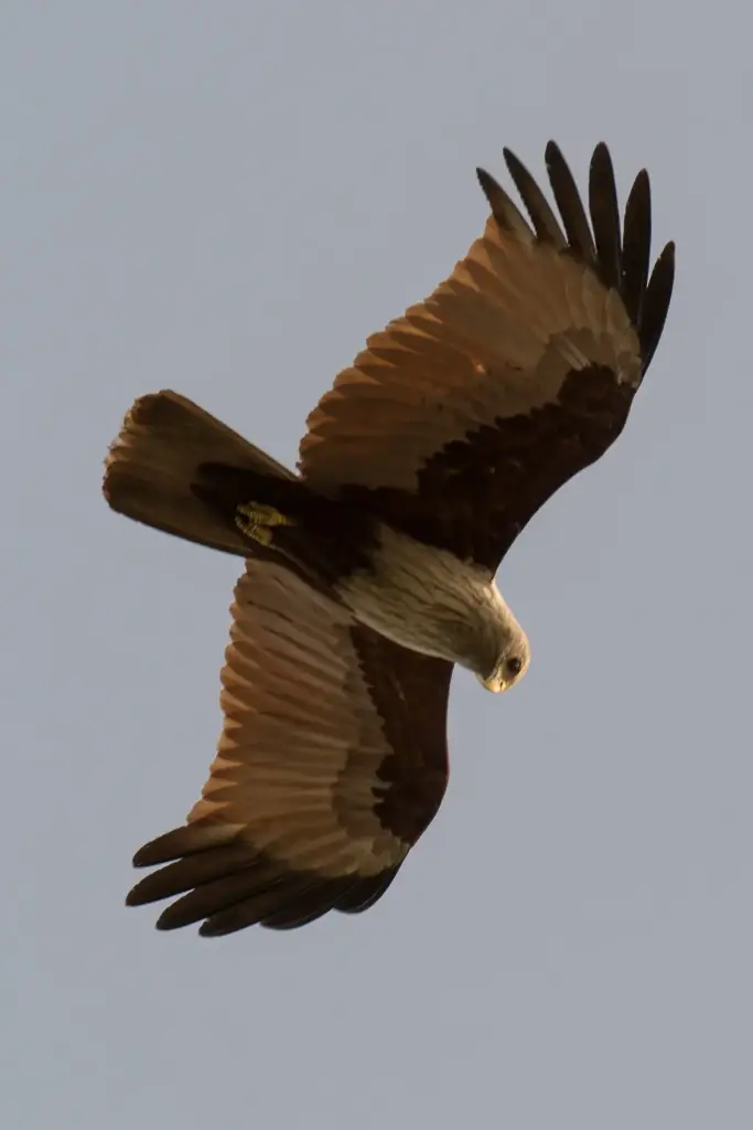 Ein Bussard gleitet über die Backwaters