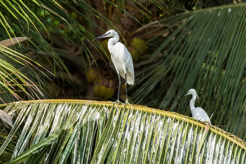 Heron