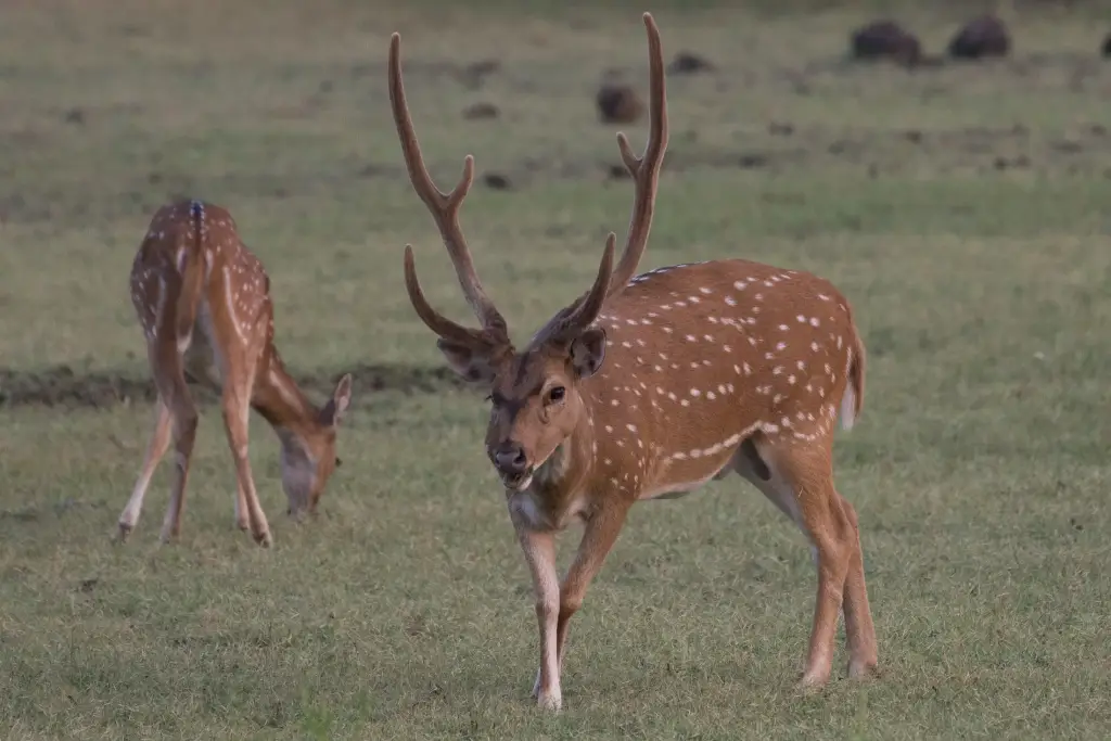 Chital-Hirsch