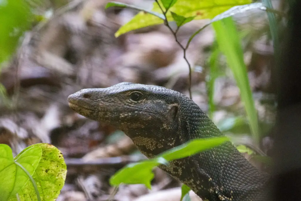 Ein Waran im Sinharaja-Nationalpark.