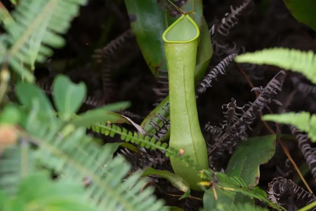Eine fleischfressende Pflanze im Sinharaja-Nationalpark.