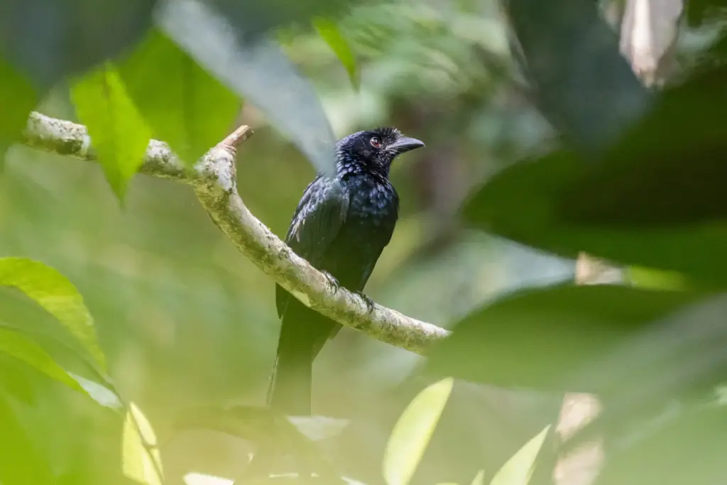 Sri Lankan Drongo