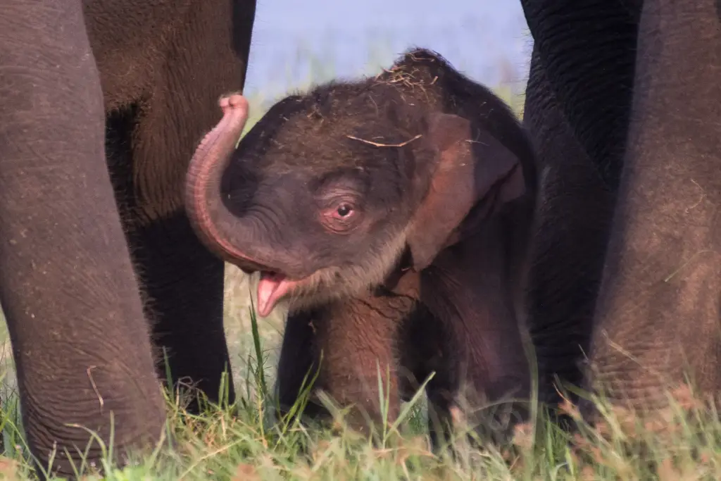 Baby Elefant