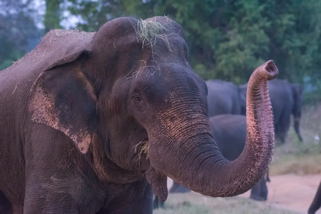 Ein glücklicher Elefant im Minneriya-Nationalpark.