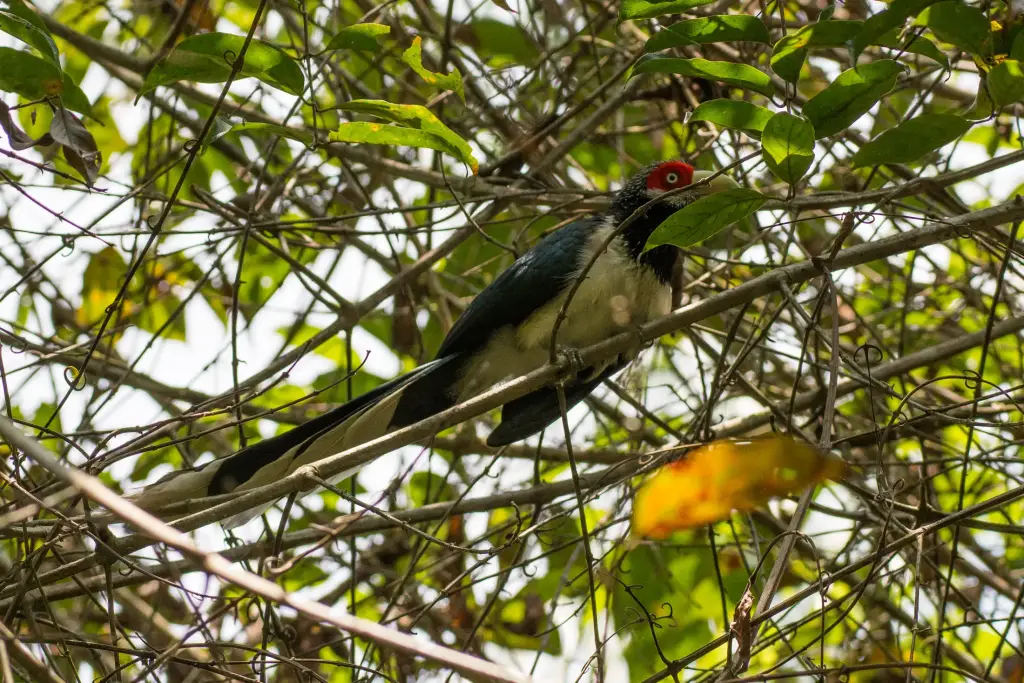 Red Faced Malkoha