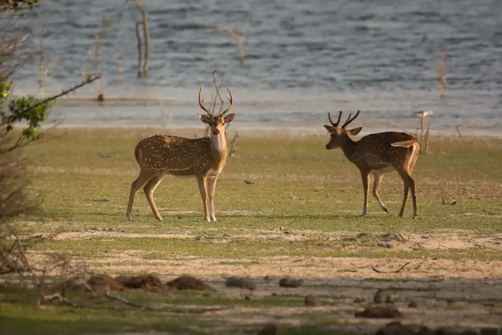 Chital-Hirsche