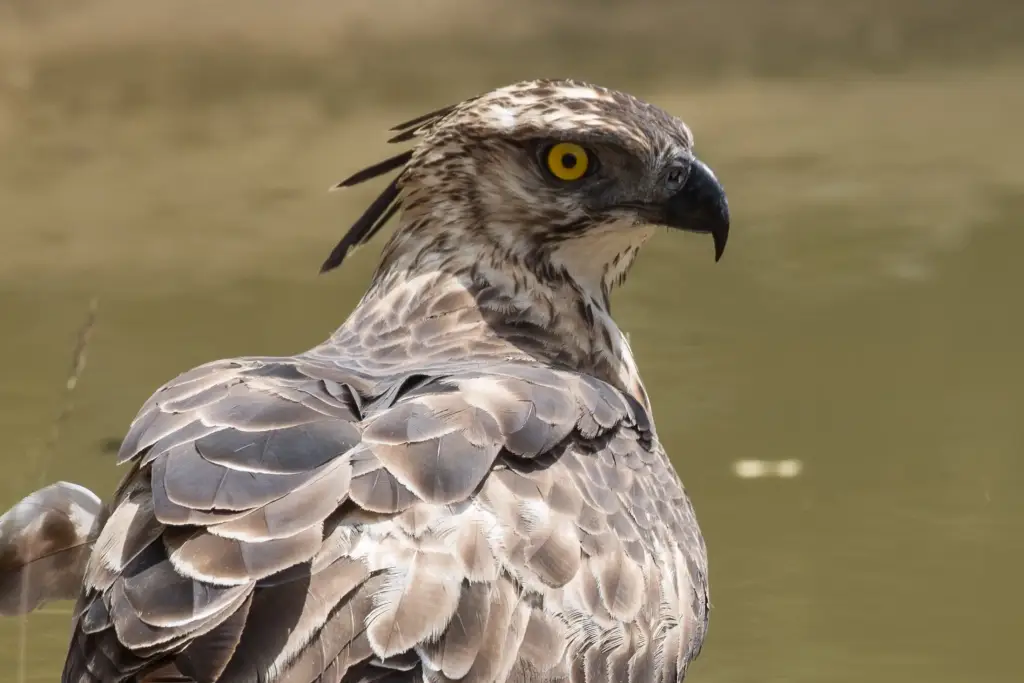 Crested Hawk Eagle
