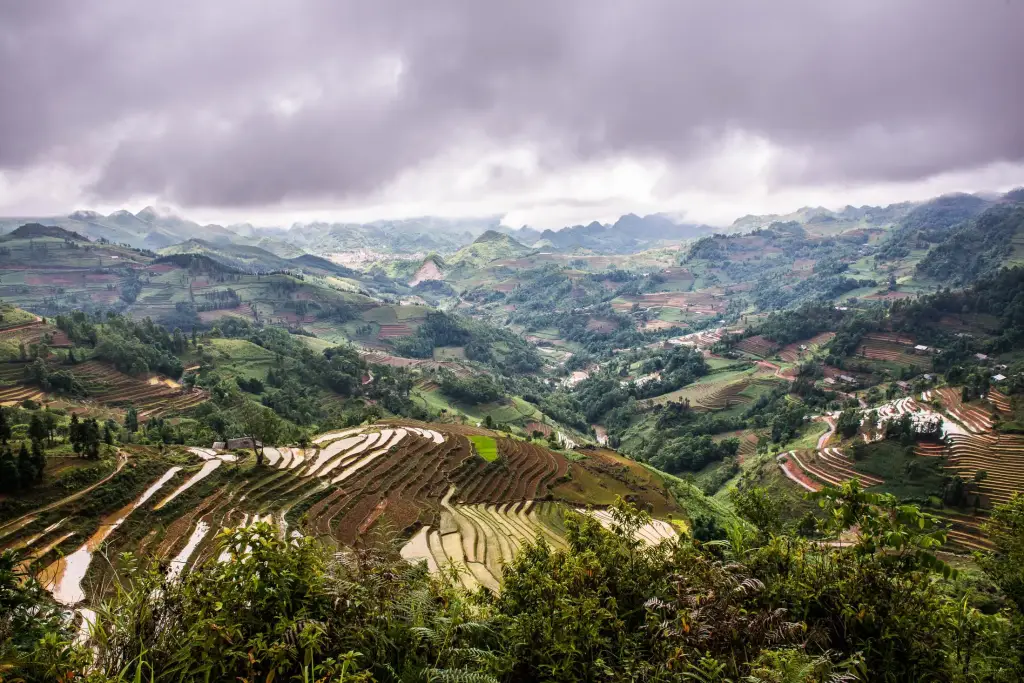 Reis Terrassen in Sapa