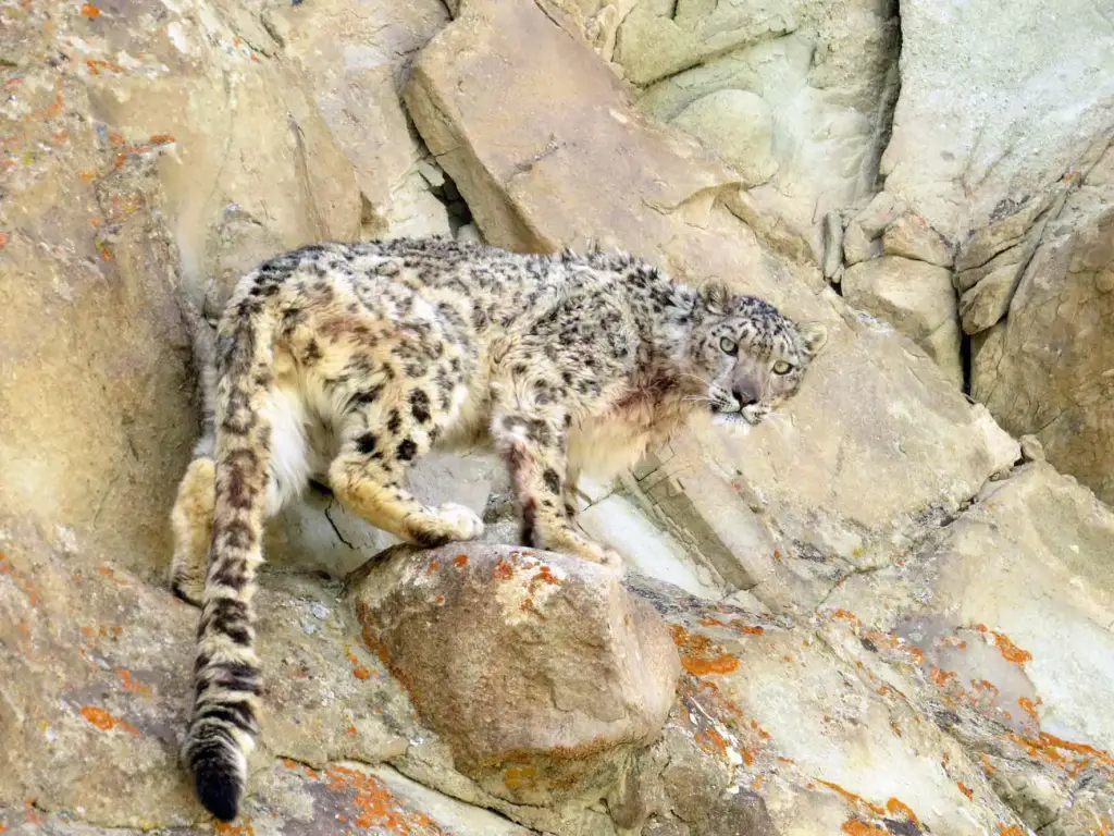 Schneeleopard