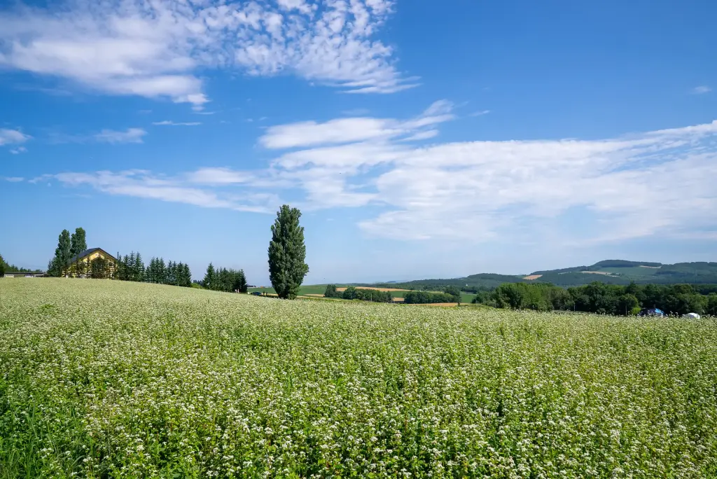 Biei