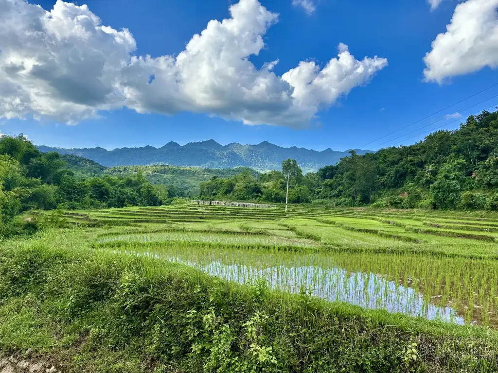 Reisfelder in Vietnam