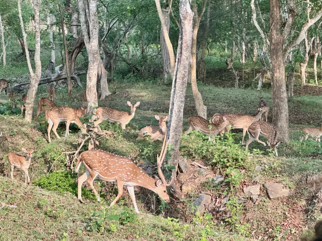 Nagarhole Nationalpark